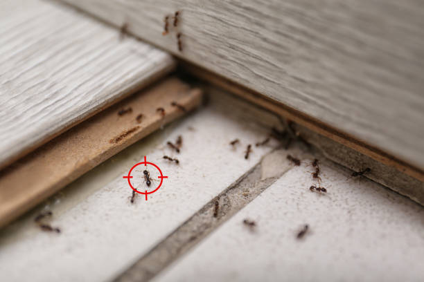 Pest Prevention Services in Morada, CA
