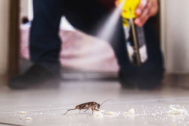 Best Emergency Pest Control  in Morada, CA