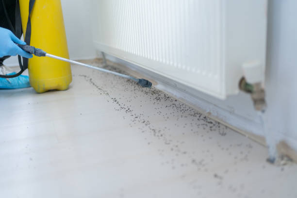 Best Wasp Removal Services  in Morada, CA